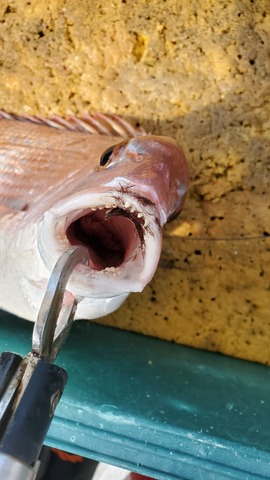 遊漁船 ニライカナイ 釣果