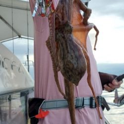 遊漁船　ニライカナイ 釣果