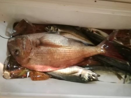 松福丸 釣果