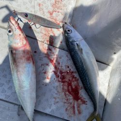 ミタチ丸 釣果