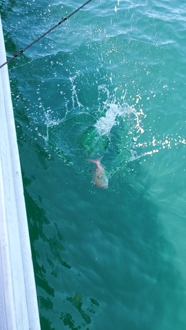 遊漁船　ニライカナイ 釣果