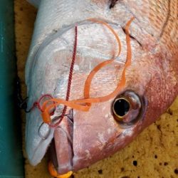 遊漁船 ニライカナイ 釣果