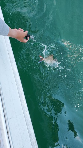 遊漁船　ニライカナイ 釣果