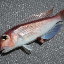 まるいち丸 ZERO-1 釣果