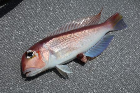 まるいち丸 ZERO-1 釣果