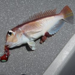 まるいち丸 ZERO-1 釣果