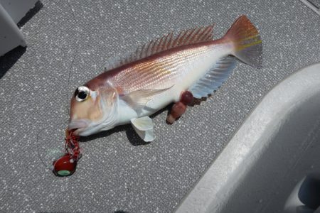 まるいち丸 ZERO-1 釣果