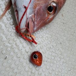 遊漁船 ニライカナイ 釣果