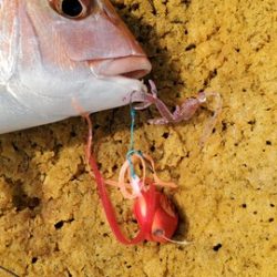 遊漁船 ニライカナイ 釣果