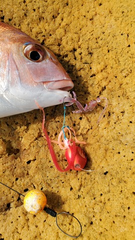 遊漁船 ニライカナイ 釣果