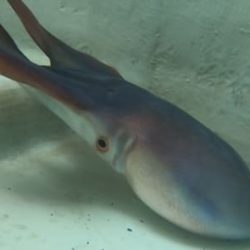 へいみつ丸 釣果