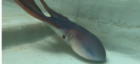 へいみつ丸 釣果