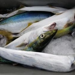 暁〜akatsuki〜 釣果