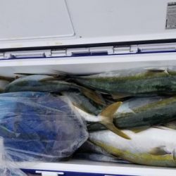 暁〜akatsuki〜 釣果