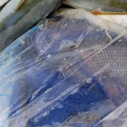 暁〜akatsuki〜 釣果