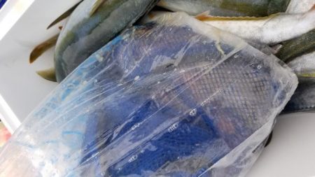 暁〜akatsuki〜 釣果