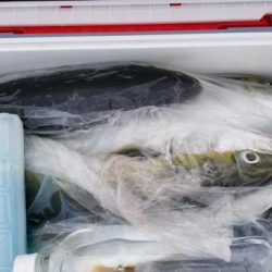 暁〜akatsuki〜 釣果