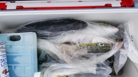 暁〜akatsuki〜 釣果