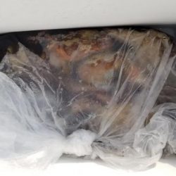 暁〜akatsuki〜 釣果