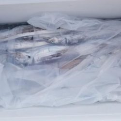 暁〜akatsuki〜 釣果