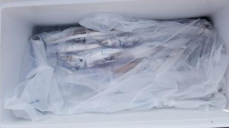 暁〜akatsuki〜 釣果