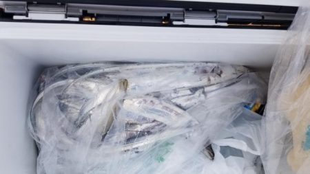 暁〜akatsuki〜 釣果