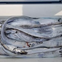 暁〜akatsuki〜 釣果