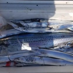 暁〜akatsuki〜 釣果