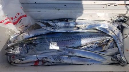 暁〜akatsuki〜 釣果