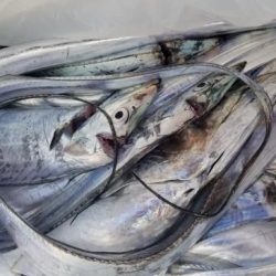 暁〜akatsuki〜 釣果