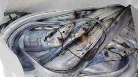 暁〜akatsuki〜 釣果