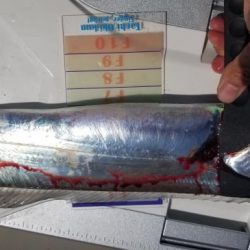 暁〜akatsuki〜 釣果