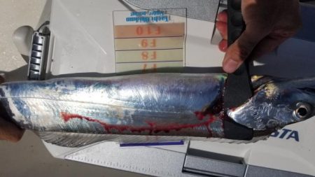 暁〜akatsuki〜 釣果