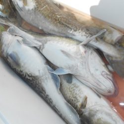 こうゆう丸 釣果