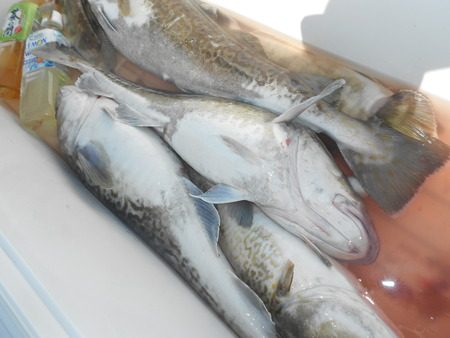 こうゆう丸 釣果