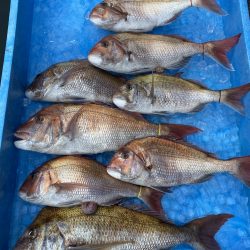 まるいち丸 ZERO-1 釣果