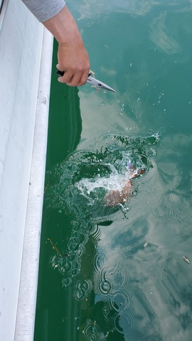 遊漁船　ニライカナイ 釣果