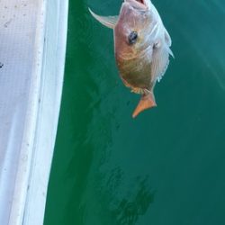 遊漁船　ニライカナイ 釣果