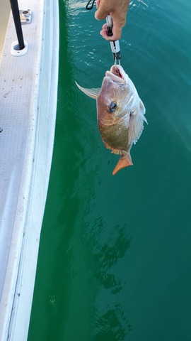 遊漁船　ニライカナイ 釣果