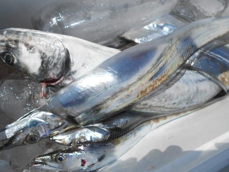 こうゆう丸 釣果