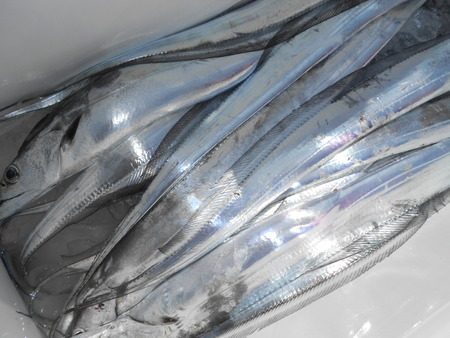 こうゆう丸 釣果