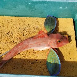 遊漁船 ニライカナイ 釣果