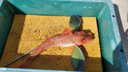 遊漁船 ニライカナイ 釣果