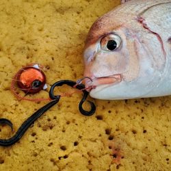 遊漁船 ニライカナイ 釣果