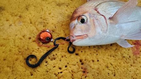 遊漁船 ニライカナイ 釣果