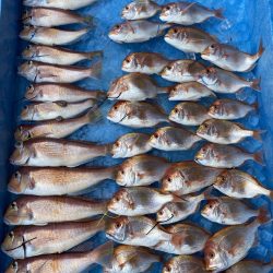 まるいち丸 ZERO-1 釣果