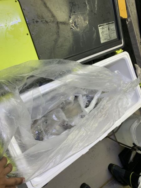 第八大安丸 釣果