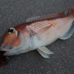 まるいち丸 ZERO-1 釣果