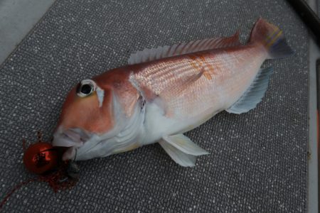 まるいち丸 ZERO-1 釣果