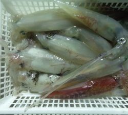 兼六丸 釣果